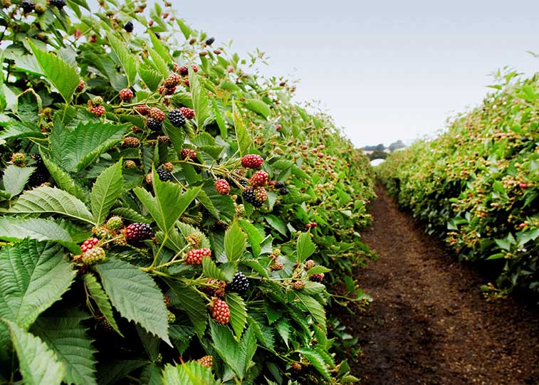 Organic blueberry farm has come a long way