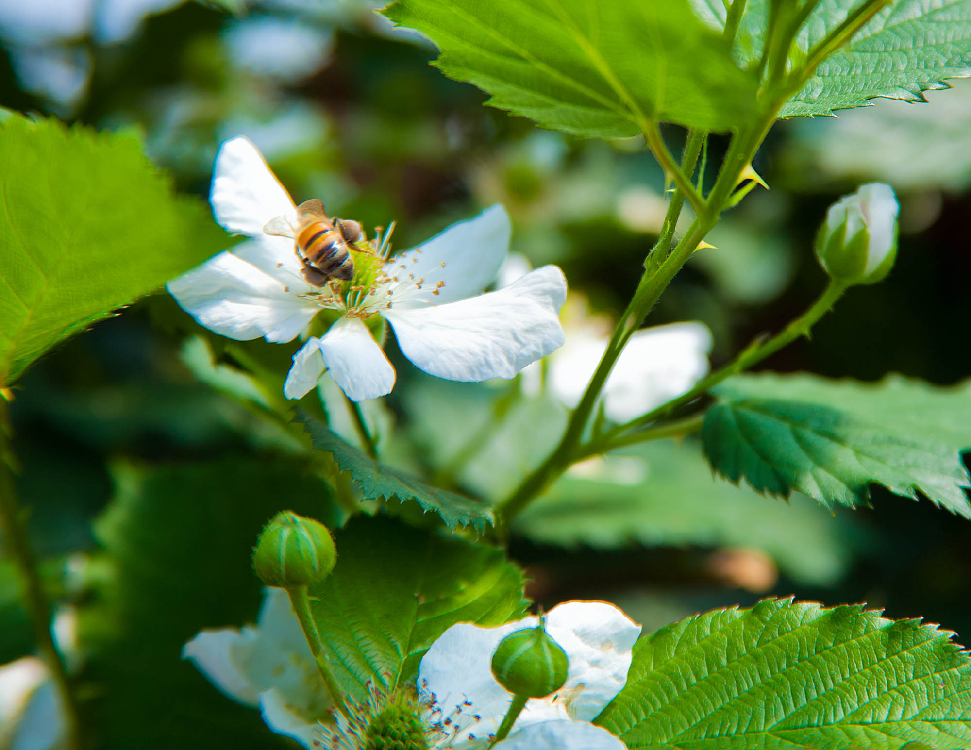 Beneficial Insects for Growing Berries Driscoll's