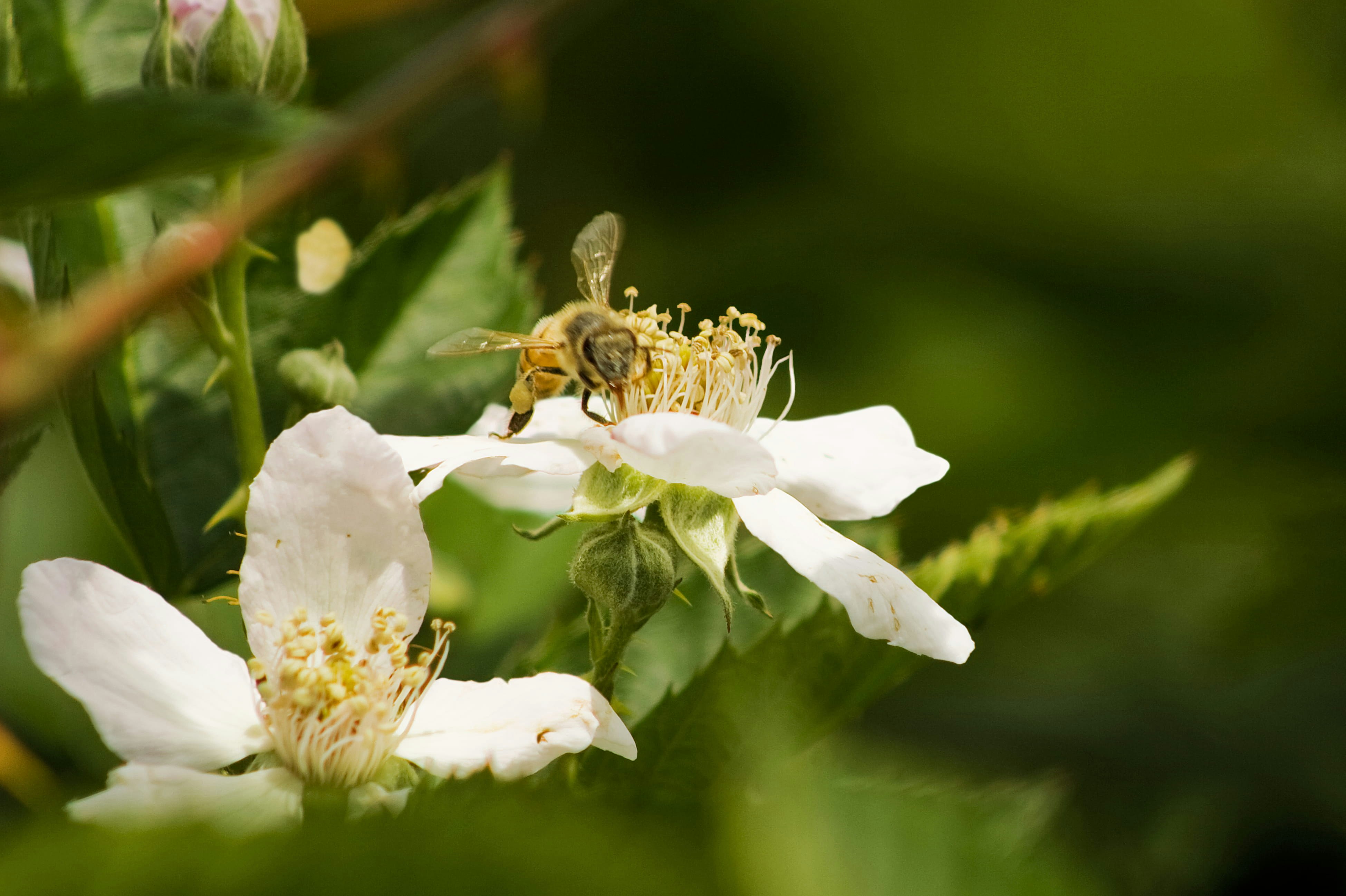 Bee pollinating organic berries