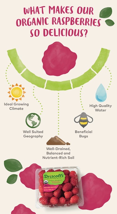 organic raspberry infographic