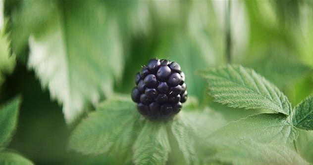 blackberry on the plant