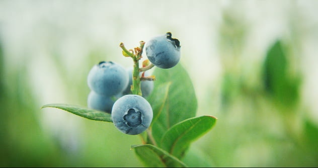 blueberry on the plant