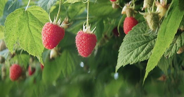 raspberry on the plant